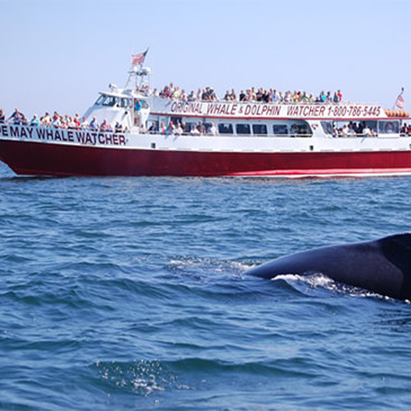 Cape may whale watcher boat filled with people looking at a whale swimming in the ocean during a around the cape island cruise