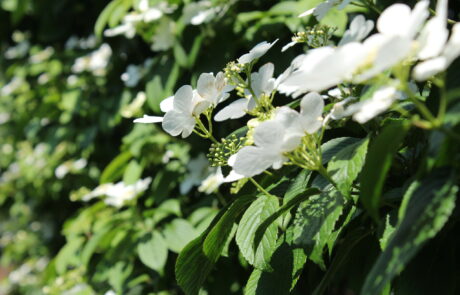 White flowers on a green bush