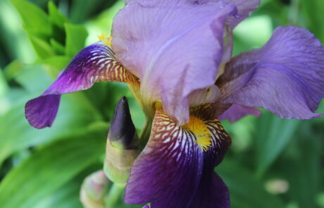 a purple iris flower close up