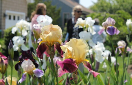 a close up of a bunch of iris flowers with blurry people in the background