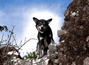 Chips_the_war_dog sketch of gilbert and sullivan