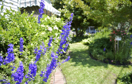 Gardens of Cape May Tour 20240615 (3)